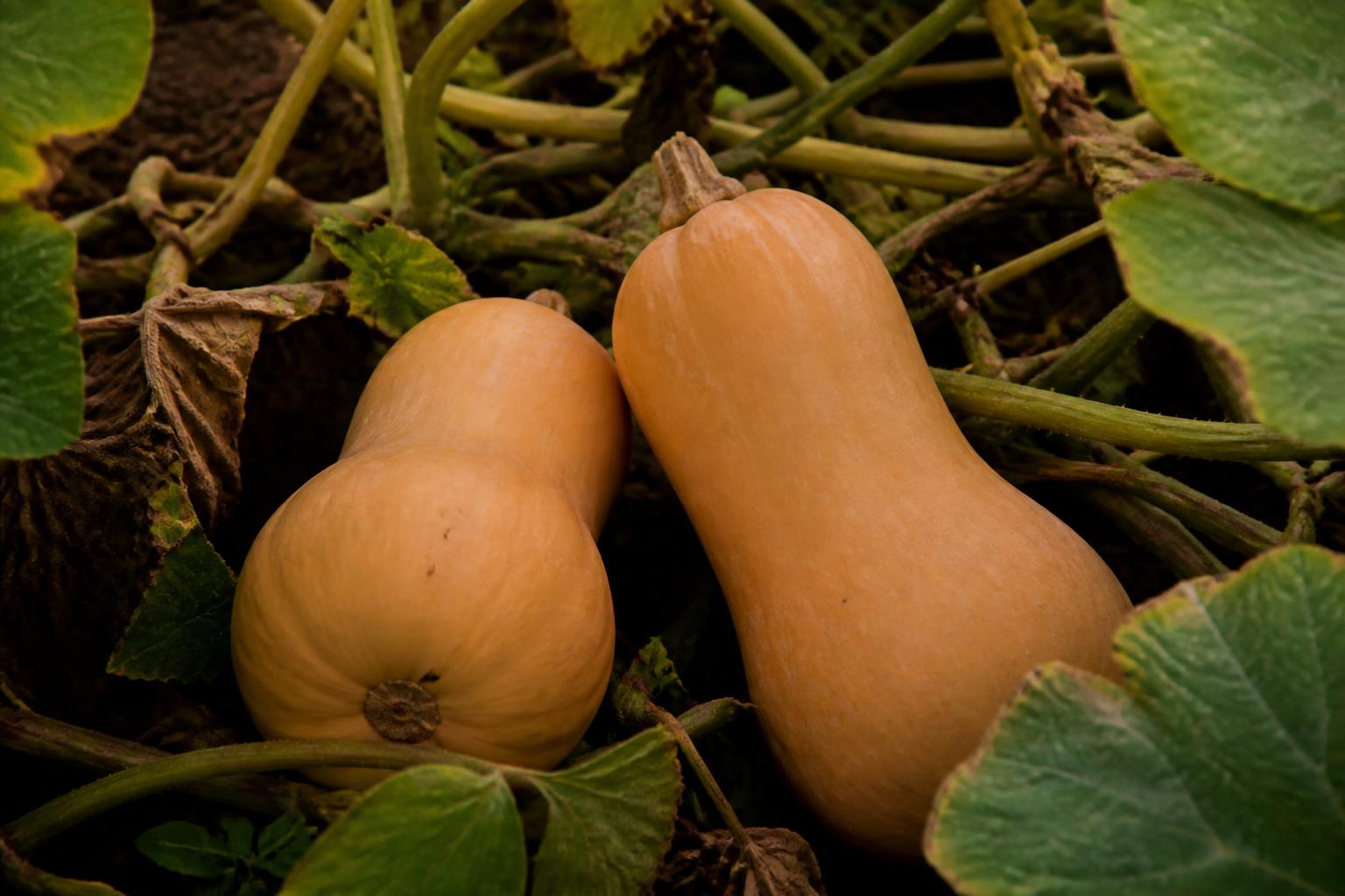 découvrez quand ramasser les courges butternut en reconnaissant leur maturité pour assurer une récolte optimale et une conservation durable.